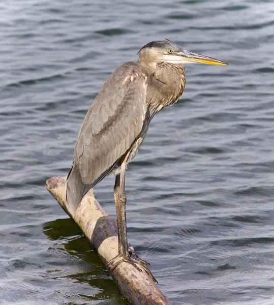 Postcard Great Blue Heron Standing Log — Stock Photo, Image