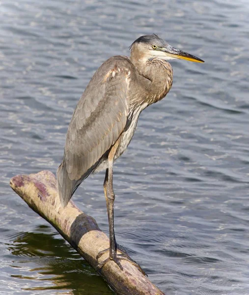 Picture Great Blue Heron Standing Log — Stock Photo, Image