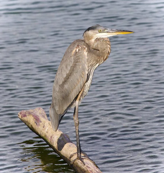 Picture Great Blue Heron Standing Log — Stock Photo, Image