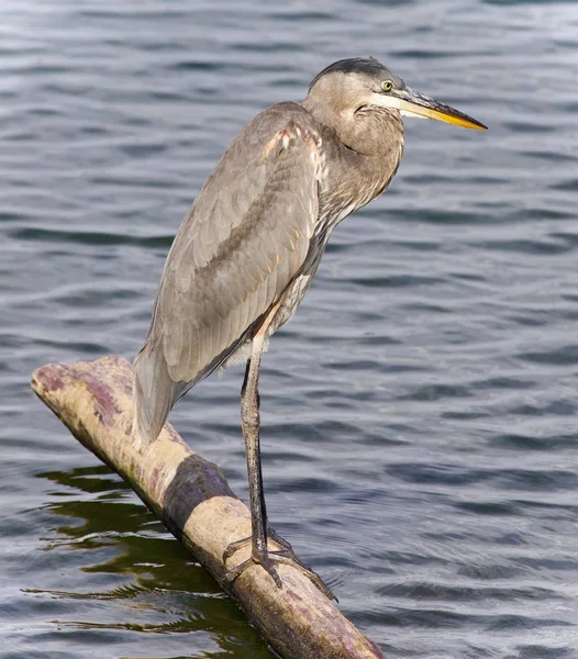 Picture Great Blue Heron Watching Somewhere — Stock Photo, Image