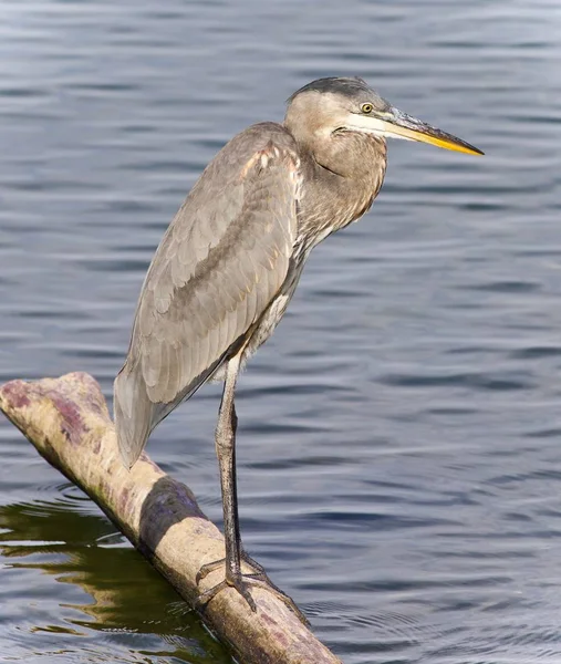 Image Great Blue Heron Watching Somewhere — Stock Photo, Image