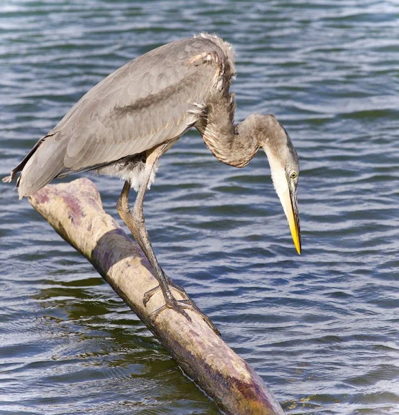 Background Great Blue Heron Drinking Water — Stock Photo, Image