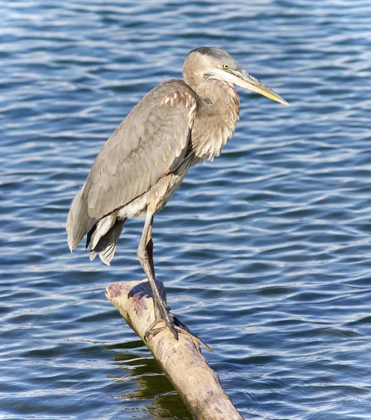 Postcard Great Blue Heron Cleaning Feathers — Stock Photo, Image