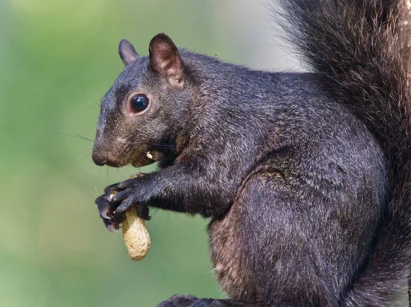 Postcard Funny Black Squirrel Eating Nuts Stock Photo