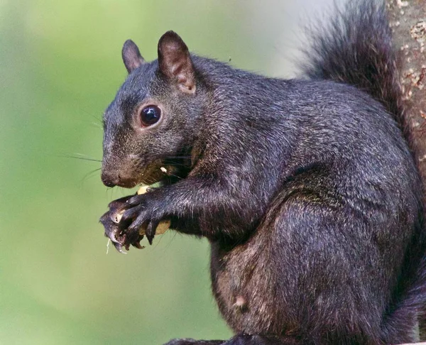 Picture Funny Black Squirrel Eating Nuts Royalty Free Stock Images