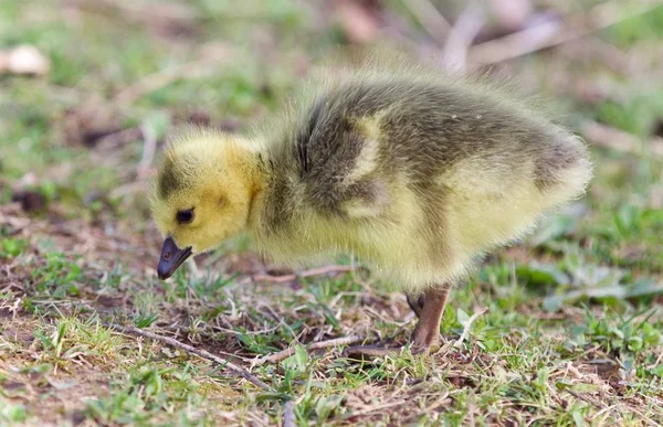 Beautiful Background Chick Canada Geese Royalty Free Stock Photos