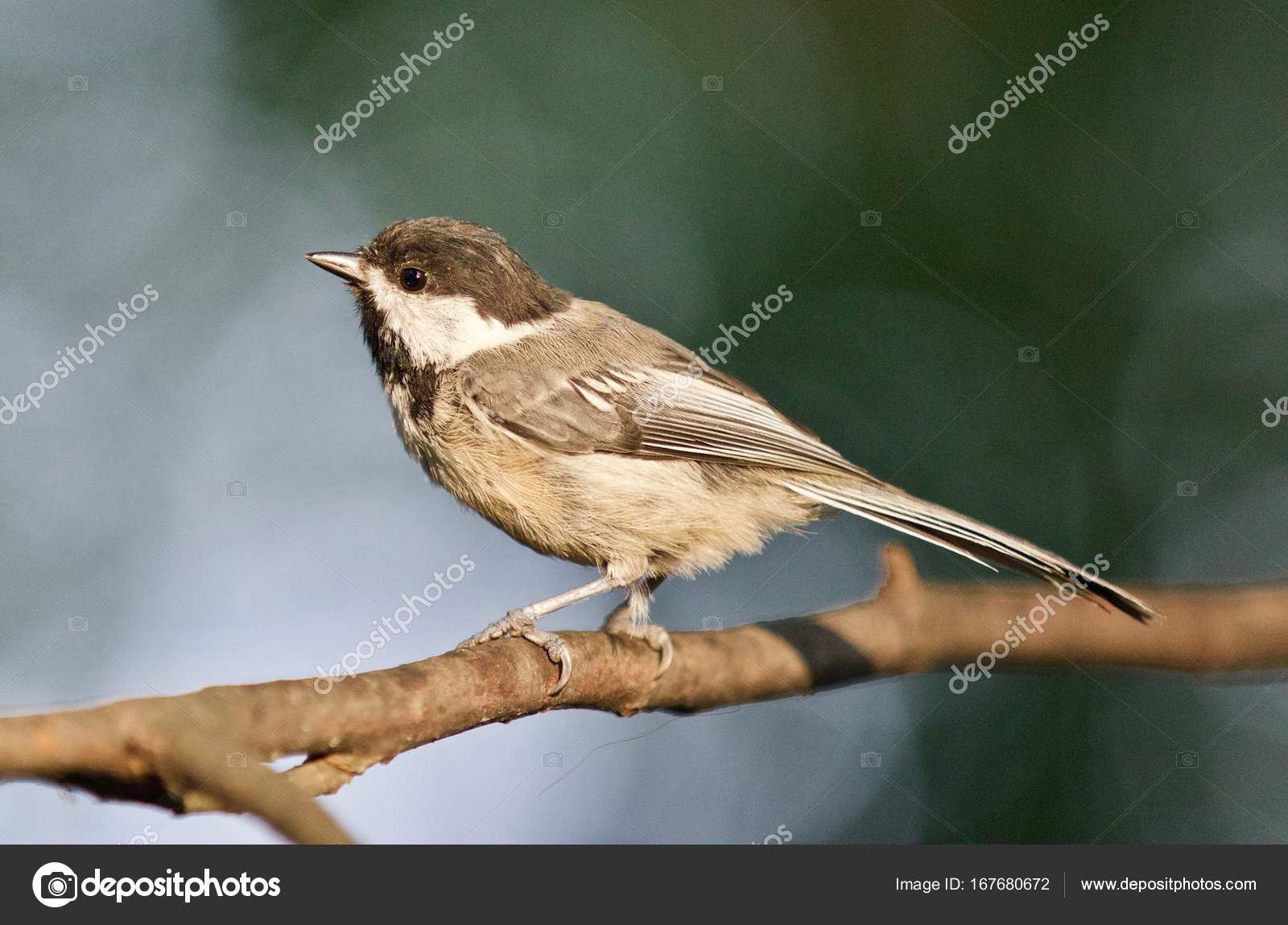 mees vogel