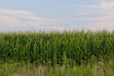 Bir güzel Mısır alanla güzel arka plan