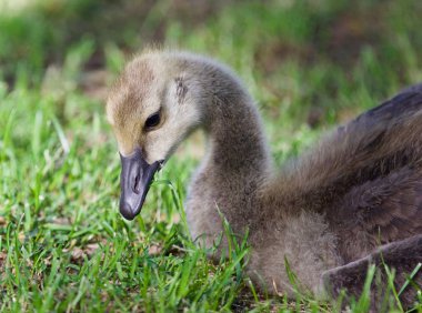 Çim yeme Kanada kazlar tatlı bir piliç görüntüsünü