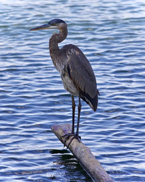 Postcard with a great blue heron standing on a log — Stock Photo, Image