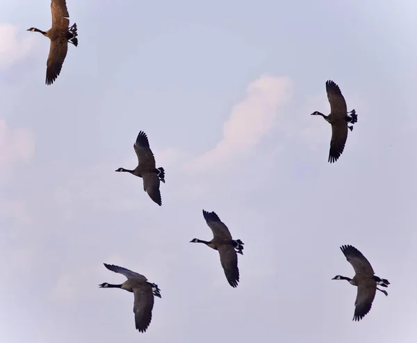 Isolerade bild av flera kanadagäss flyger — Stockfoto