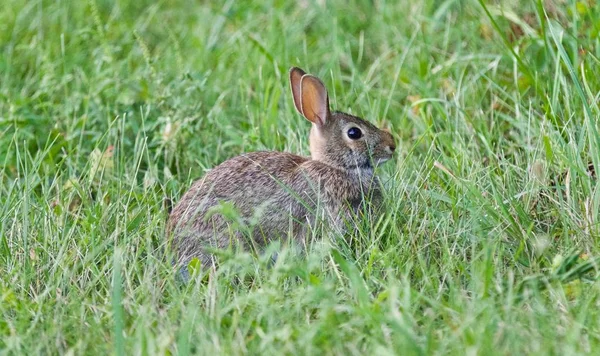 Image of a cute rabbit sitting in the grass — Stock Photo, Image