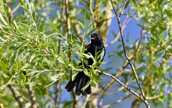 Isolated picture with a blackbird sitting — Stock Photo, Image