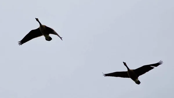 Isolerade foto av två kanadagäss som flyger — Stockfoto