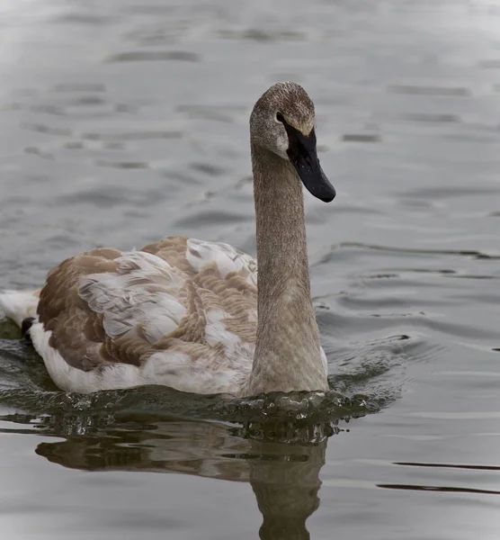 Picture with a trumpeter swan swimming in lake — Stock Photo, Image