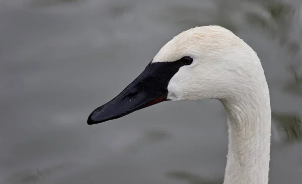 Bild mit einem im See schwimmenden Trompeterschwan — Stockfoto