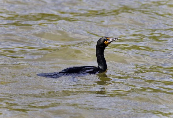 Fundo com um corvo-marinho nadando no lago — Fotografia de Stock
