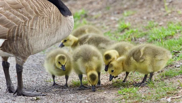 Foto di una famiglia di oche canadesi che soggiornano — Foto Stock