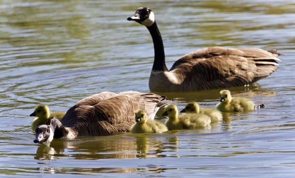Foto con una familia de gansos de Canadá nadando —  Fotos de Stock