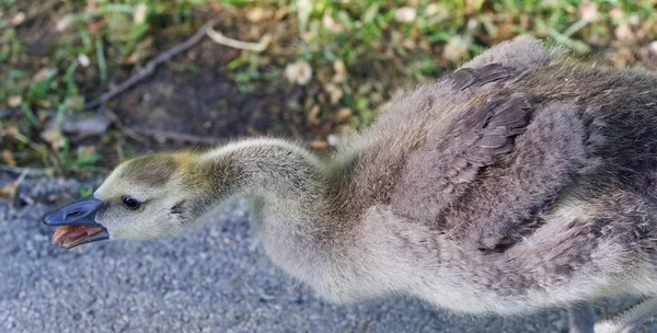 Photo of a chick of Canada geese screaming