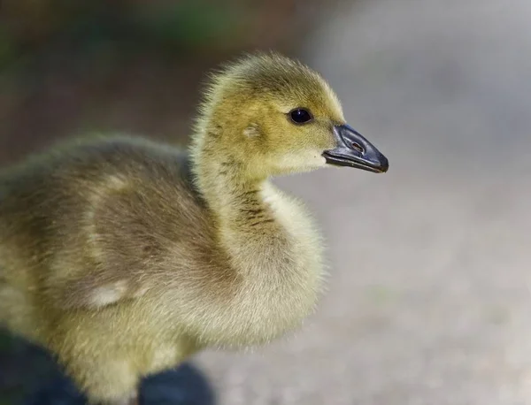 Ізольована зображення мило chick гусьми Канада — стокове фото