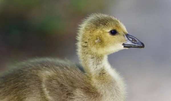 Fond avec une jolie poulette de Bernaches du Canada — Photo