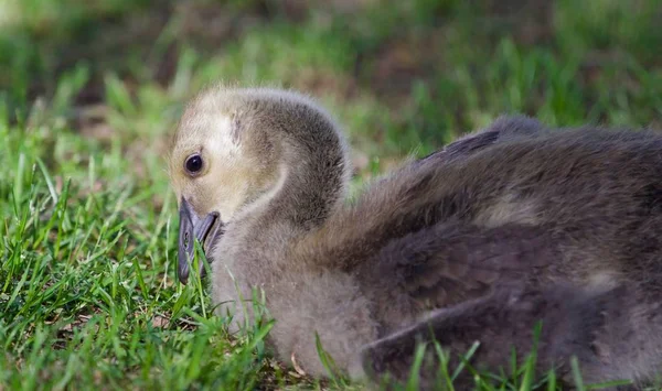 Image of a cute chick of Canada geese eating grass — Stock Photo, Image