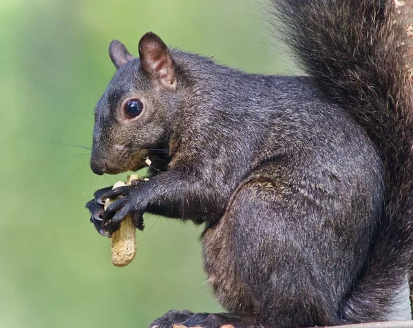 Picture with a funny black squirrel eating nuts Stock Image