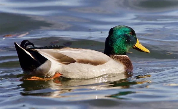 Isoliertes Foto einer Stockente, die im See schwimmt — Stockfoto