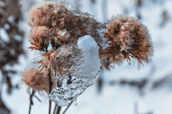 Neve inverno natureza lago água folha fluxo — Fotografia de Stock