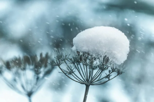 Neve inverno natureza lago água folha fluxo — Fotografia de Stock