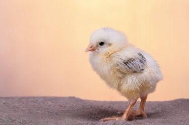 Bahar Çiftlik güzel dekoratif horoz