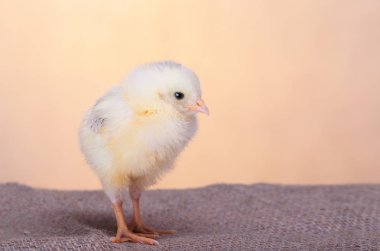 Bahar Çiftlik güzel dekoratif horoz