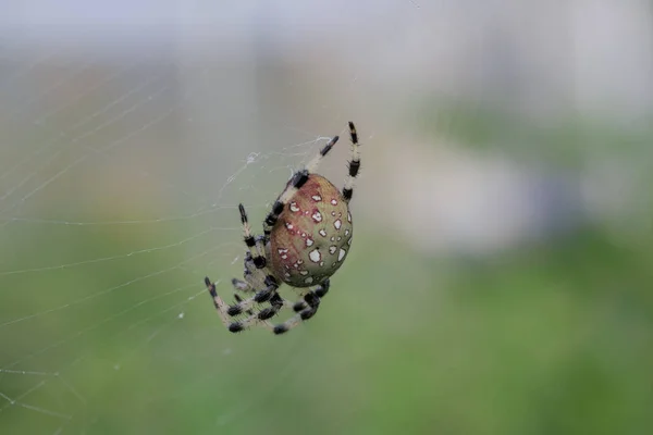 ஒரு வலையில் சிவப்பு பழுப்பு — ஸ்டாக் புகைப்படம்