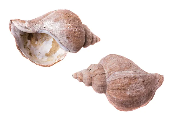 Yumuşakçalar, boş kaba atılmış kabukları sörf