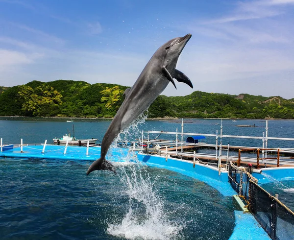 Dolphin diving pool