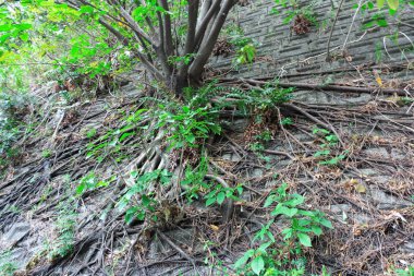 büyük ağacın kök