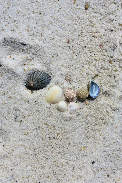 Muschel Sand Strand Hintergrund — Stockfoto