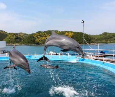 Dolphin dalış Havuzu