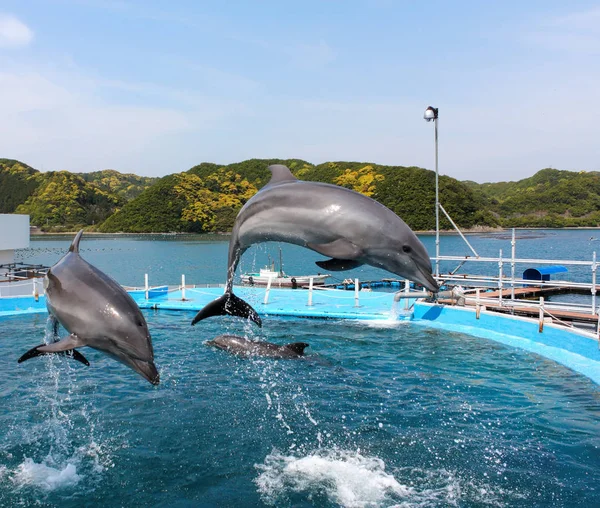 Dolphin diving pool