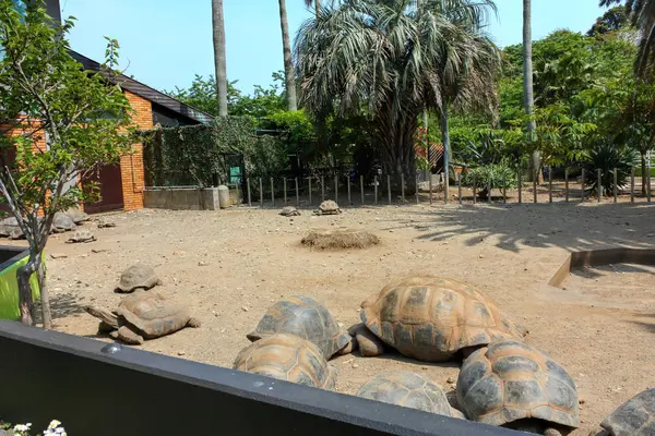 在动物园里的大龟 — 图库照片