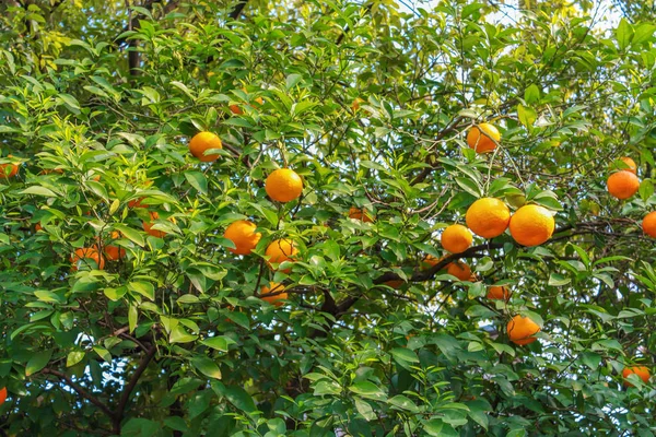 Mandarina naranjas árbol —  Fotos de Stock