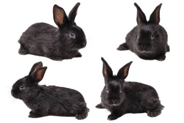 Beyaz bir arka plan üzerinde küçük tavşan