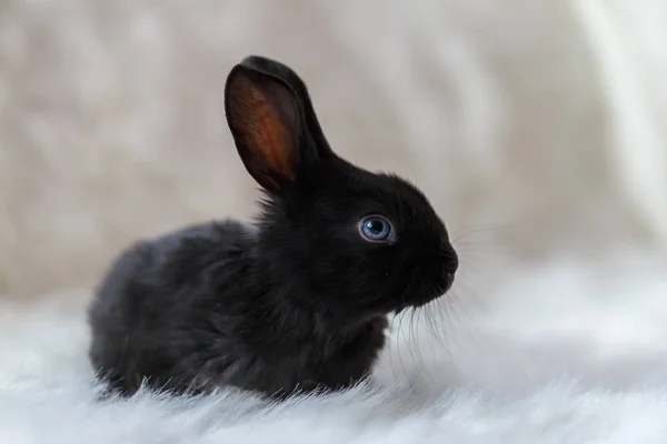 Little rabbit on a white background