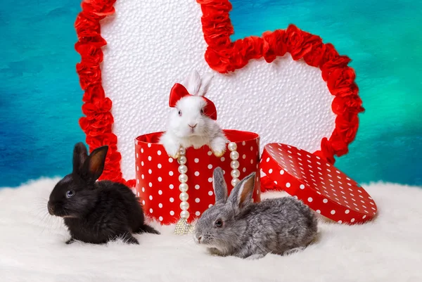 Beyaz bir arka plan üzerinde küçük tavşan