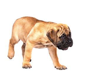 Staffordshire Bull Terrier, 3 aylık beyaz izole Kırmızı yakalı