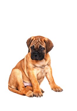 Staffordshire Bull Terrier, 3 aylık beyaz izole Kırmızı yakalı