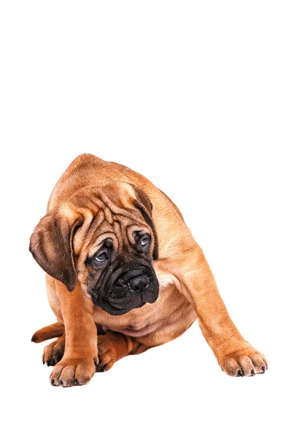 Staffordshire Bull Terrier, 3 aylık beyaz izole Kırmızı yakalı