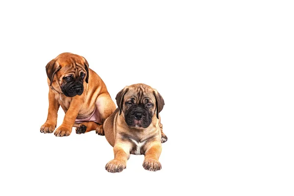 Staffordshire Bull Terrier, 3 aylık beyaz izole Kırmızı yakalı
