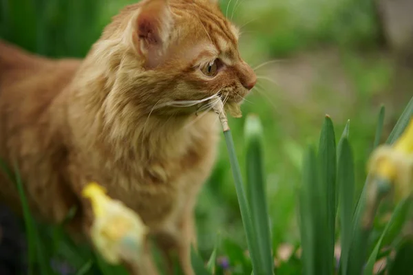 Een prachtige volbloed rode kat loopt op het gazon, eet gras, zit, kijkt naar de camera. — Stockfoto